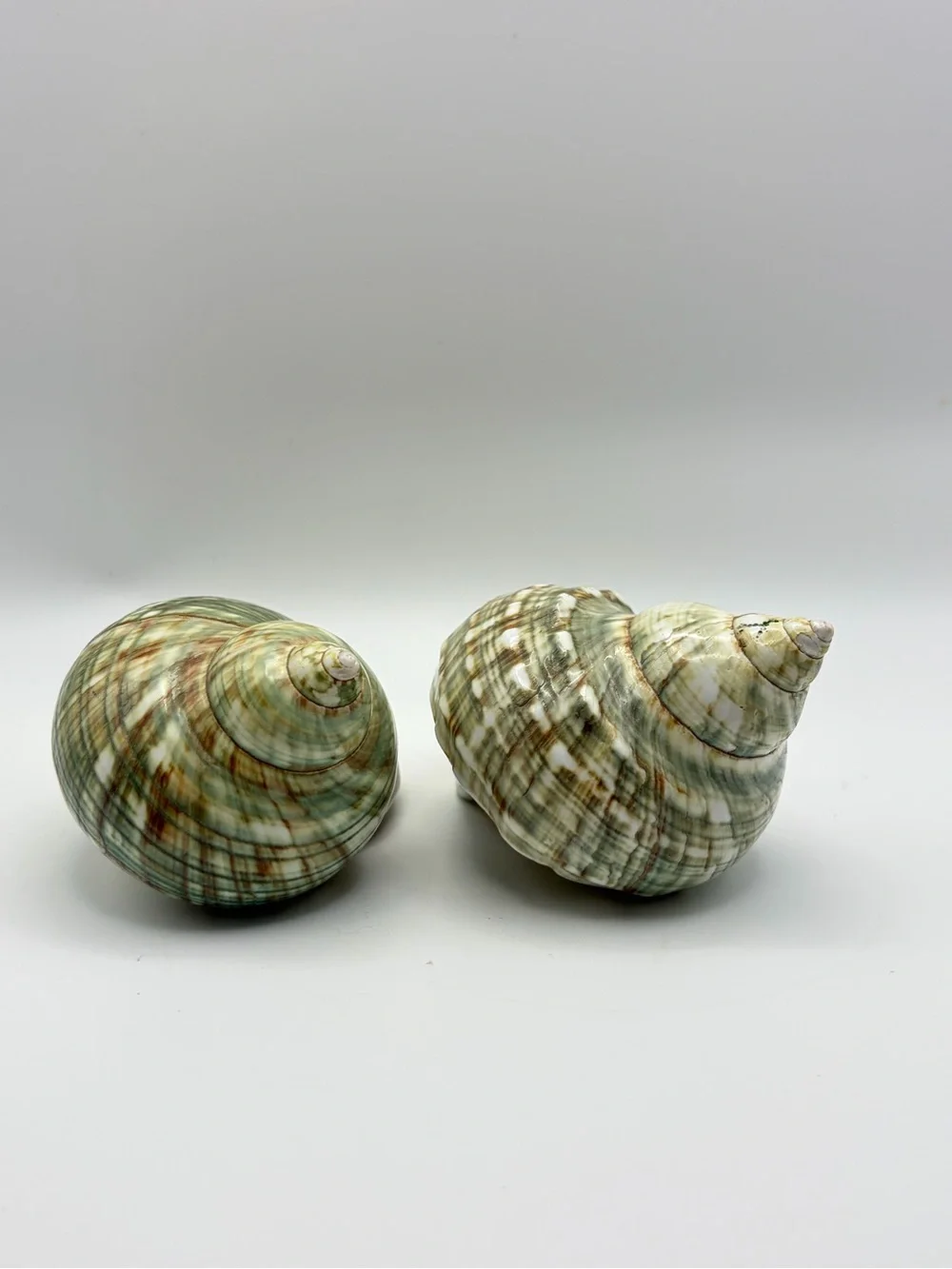 Z Gallerie Polished Green Turbo Turban Shells 4” Beach Coastal Chic Decor 2pc